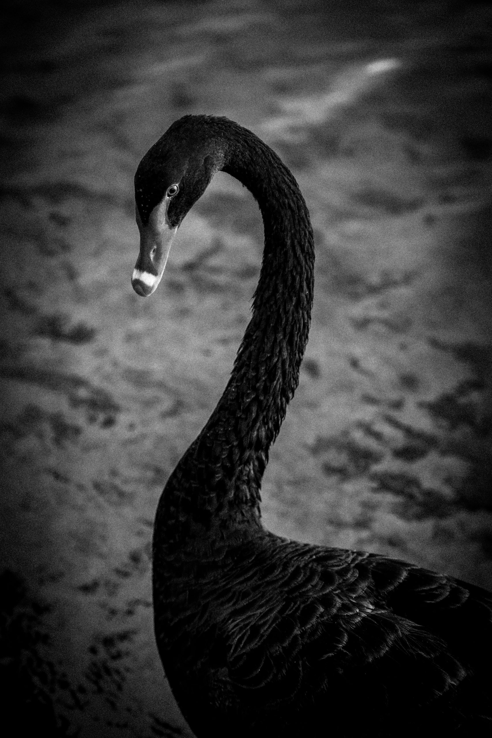 pexels-photo-34012451